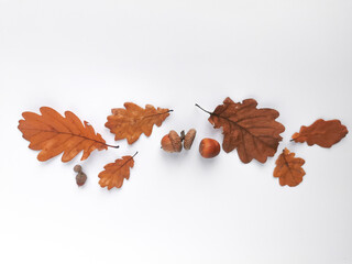 Dried brown oak leaves and acorns in the middle of white background.