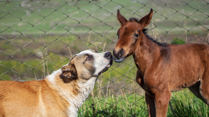 foal and dog