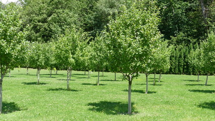 trees in the park