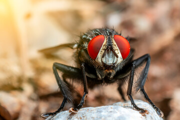 House fly. fly on leaf. Close up of fly.