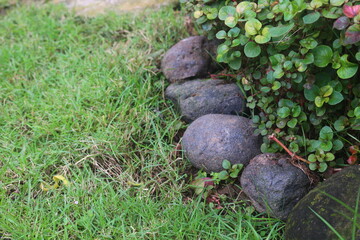 river stone that is used as a plant barrier decoration with grass so that it looks more beautiful