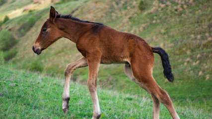 Fototapeta premium foal in the mountain