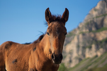 Obraz premium portrait of a foal in the mountains