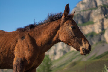 Obraz premium portrait of a foal in the mountains