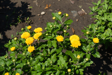 Very early blooming yellow Chrysanthemums in July
