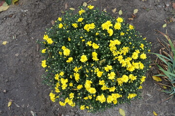 View of bush of yellow Chrysanthemums with buds and flowers from above