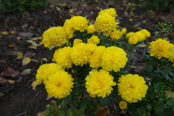 Vivid yellow flowers of Chrysanthemums in October