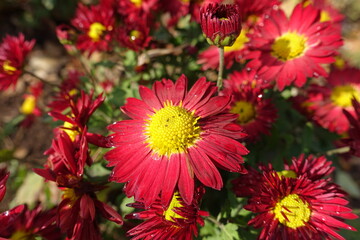 Closeup of red and yellow flower of Chrysanthemum in November