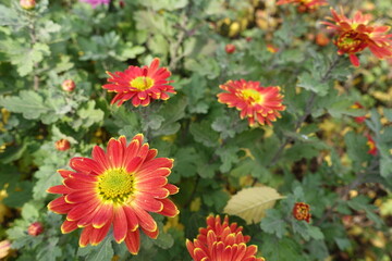 Coral red and yellow flowers of Chrysanthemums in November