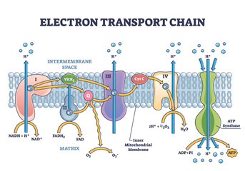 Electron transport chain as respiratory embedded transporters outline diagram. Labeled educational detailed protein complexes scheme with ATP synthase, NADH and FADH2 process vector illustration. - obrazy, fototapety, plakaty