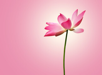 Obraz premium Isolated a single pink waterlily or lotus flower with clipping paths. 