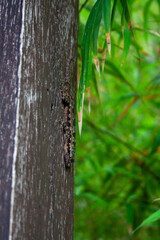 Small brown grey gecko sitting on a wooden trunk in a garden