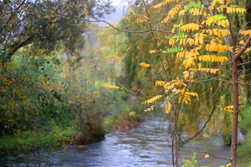 Fototapeta premium Colorful autumn leaves by the river. Selective focus.