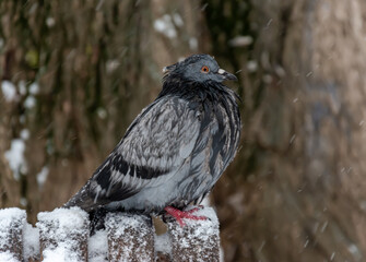 Pigeon in winter