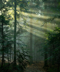 Smugi światła przedzierają się do mglistego lasu.