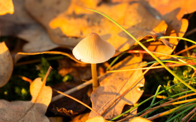 Ein kleiner Pilz im Wald und im Sonnenlicht