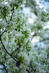 Vertical blooming spring background. Apple tree in bloom. Fruit tree in spring.