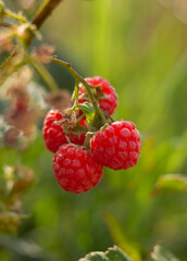 Red raspberry berries (Rubus idaeus) hang on a Bush in autumn in Greece