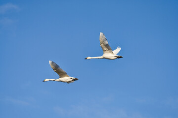 Fototapeta na wymiar 青空を飛ぶ二羽の白鳥 