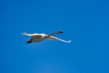 青空を飛ぶ白鳥