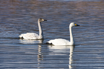 泳ぐ２羽の白鳥