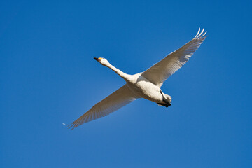 青空を飛ぶ白鳥	