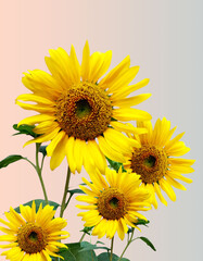 Obraz premium bright yellow blooming sunflowers and green leaves