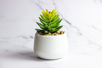 Green succulent flower plant in the pot on light marble background with copy space. - 470880285