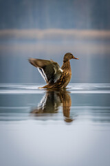 Kaczka krzyżówka, Dzika kaczka z rozpostartymi skrzydłami na jeziorze © Hubert