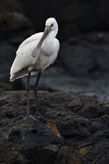 ESPÁTULA COMÚN EN LA COSTA NORTE DE LA ISLA DE TENERIFE