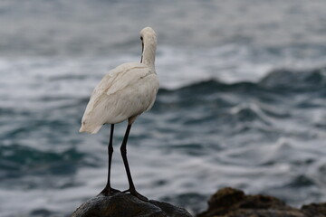 ESPÁTULA COMÚN EN LA COSTA NORTE DE LA ISLA DE TENERIFE