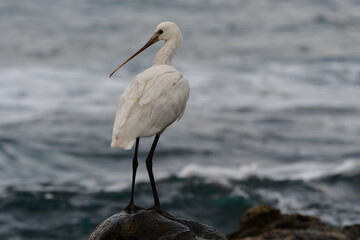 ESPÁTULA COMÚN EN LA COSTA NORTE DE LA ISLA DE TENERIFE