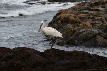 ESPÁTULA COMÚN EN LA COSTA NORTE DE LA ISLA DE TENERIFE