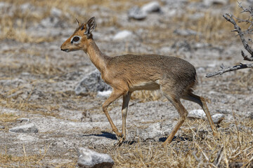 Kirk-Dikdik