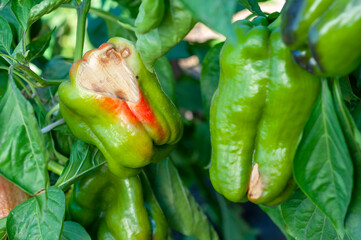 Sweet Bulgarian pepper, affected by Vertex Rot or pepper anthracnose, on a bush close-up. Vegetables are rotting in the garden. Crop loss. Problems of agriculture, pepper diseases.