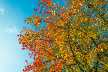 Foliage of a forest in wetland in autumn leaf colors in bright sunlight at sunrise in autumn, Almere, Flevoland, The Netherlands, November 22, 2021