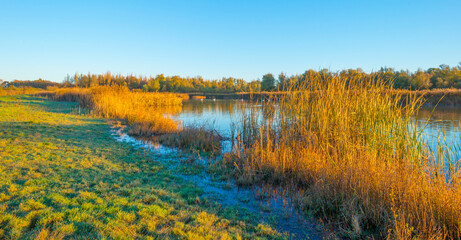 Green yellow reed along the edge of a lake in bright sunlight at sunrise in autumn, Almere, Flevoland, The Netherlands, November 22, 2021