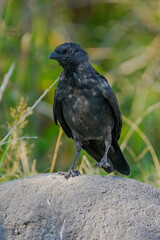crow on the ground