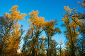 Fototapeta premium Foliage of a forest in wetland in autumn leaf colors in bright sunlight at sunrise in autumn, Almere, Flevoland, The Netherlands, November 22, 2021