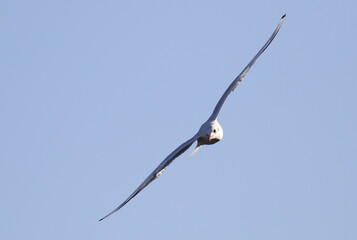 Fototapeta na wymiar Close up Black-headed Gull in flight, Larus ridibundus