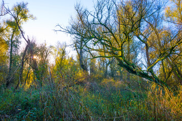Foliage of a forest in wetland in autumn leaf colors in bright sunlight at sunrise in autumn, Almere, Flevoland, The Netherlands, November 22, 2021