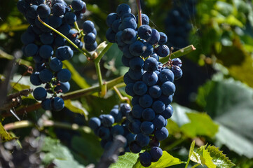 Bunches of ripe Alpha grapes in the vineyard