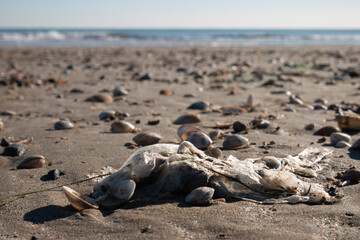 Fototapeta na wymiar Residuos plásticos en una playa del Lido de Venecia, Italia, Mar Tirreno.