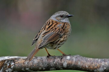 Accenteur mouchet (Prunella modularis), Neuchâtel. Suisse.
