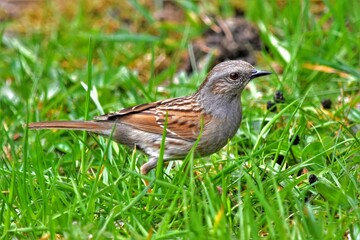 Accenteur mouchet (Prunella modularis), Neuchâtel. Suisse.