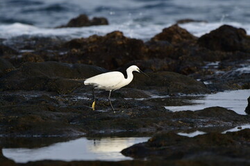 GARCETA COMÚN EN LA COSTA NORTE DE LA ISLA DE TENERIFE