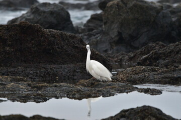 GARCETA COMÚN EN LA COSTA NORTE DE LA ISLA DE TENERIFE