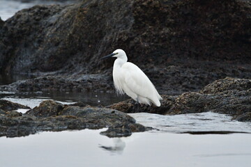 GARCETA COM&Uacute;N EN LA COSTA NORTE DE LA ISLA DE TENERIFE