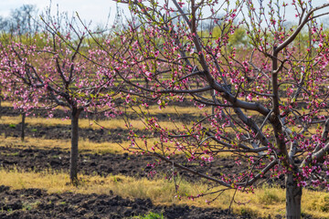 Fototapeta premium Blooming peach orchard near Valtice, Southern Morava, Czech Republic