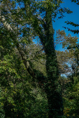 New york, New York, United States; 27 october 2021: Amazing view of  Central Park, a famous park in New York where people enjoy of sports, music and food